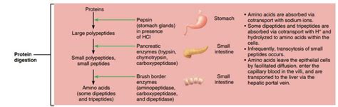 Digestion and Enzymes Lab - SCIENTIST CINDY