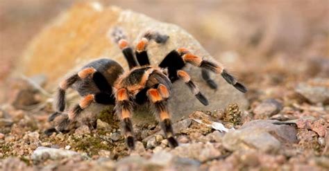 Are Tarantulas Poisonous or Dangerous? - IMP WORLD