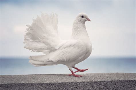 White Dove, Peace Symbol, Close-up Stock Photo - Image of close ...