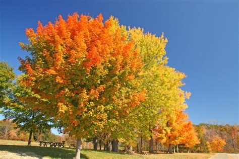 Fringe Tree | Direct Native Plants