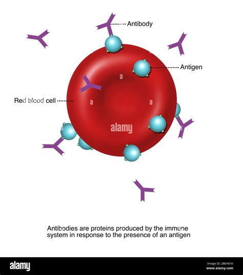 Antigen Antibody Diagram