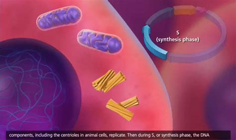 Mitosis Animation