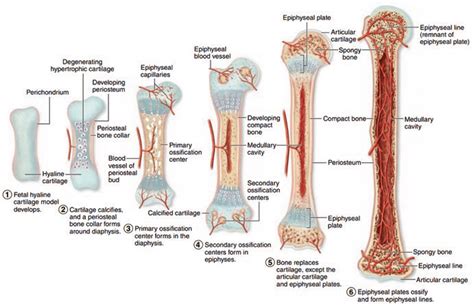 12 Endochondral ossification forms most bones of the skeleton and... | Download Scientific Diagram