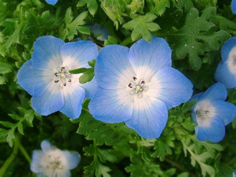 baby blue eyes | Plant identification, Garden planning, Plant gifts