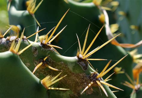 Free photo: Cacti, Leaf Cactus, Plant, Thorns - Free Image on Pixabay ...