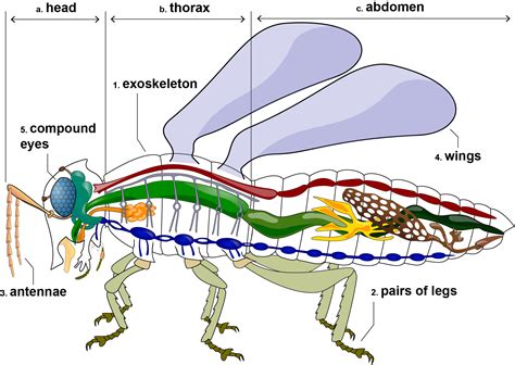 Student Project: Design a Robotic Insect | NASA/JPL Edu