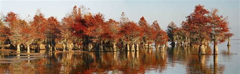 Santee National Wildlife Refuge | South Carolina Encyclopedia