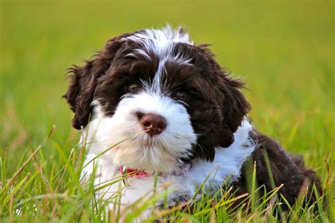 Chien d'eau portugais : Profil complet, histoire et soins