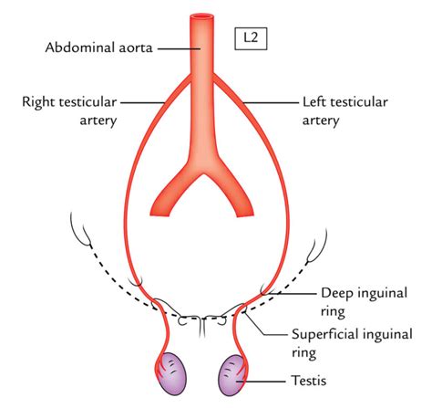 Testis and Epididymis Anatomy – Earth's Lab