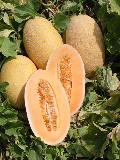 Organic Heirloom 30 Seeds Chinese Hami Melon Seeds Fruit Seeds Edible ...