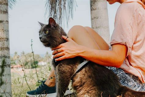 How to Hike with a Cat: Our Complete Guide - The Fluffy Kitty