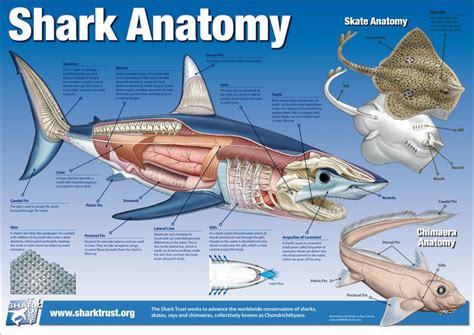 Shark Anatomy : r/sharks