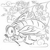 Desenhos De Mosca Para Colorir  Páginas Imprimíveis sketch template
