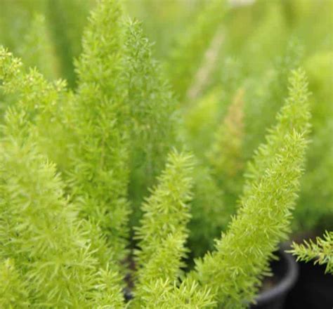 Foxtail Fern | Garden View Landscape, Nursery & Pools