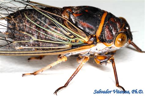 Hemiptera-Auchenorrhyncha-Cicadidae-Diceroprocta semicincta-Scrub Cicadas (C) - Urban Programs ...