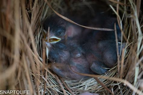 Eastern Bluebird Hatchlings Day 4-1