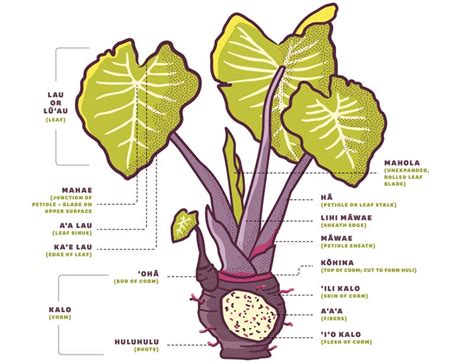 The Essential Guide to Taro: The Anatomy of a Kalo Plant