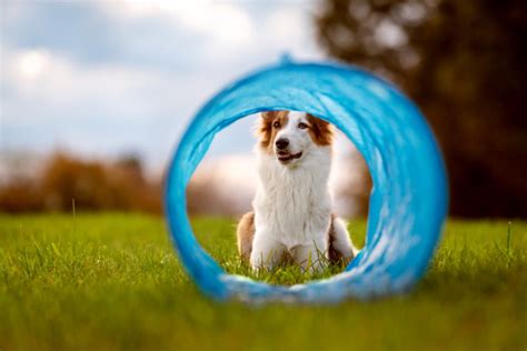 How To Make A Dog Agility Tunnel (Diy) - Agility Events