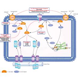 Vasopressin receptor - Alchetron, The Free Social Encyclopedia