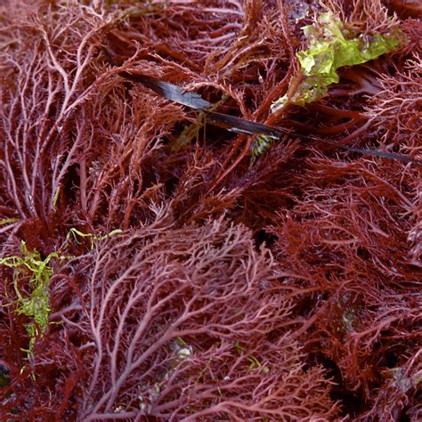 How vegan demand for agar is killing Morocco's red seaweed | Green Prophet | Impact News for the ...