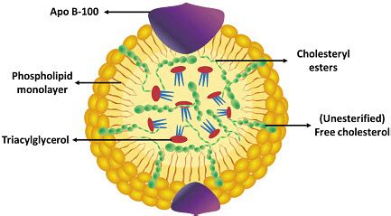 Lipoproteins: Explanation, Types and Functions