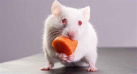 Albino Hamster - Unexpected Information About White Hamsters