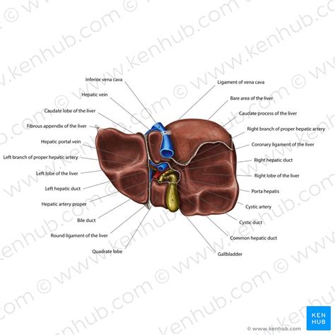 Hepatoduodenal Ligament Anatomy And Contents Kenhub | Images and Photos finder