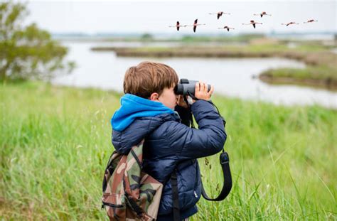 2,000+ Kid Bird Watching Stock Photos, Pictures & Royalty-Free Images - iStock