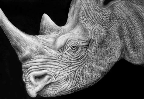 Rhinoceros drawing - mywebtews