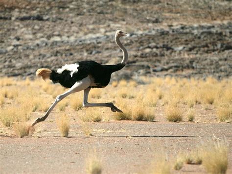 How Fast Can an Ostrich Run? (Everything Explained) | Birdfact