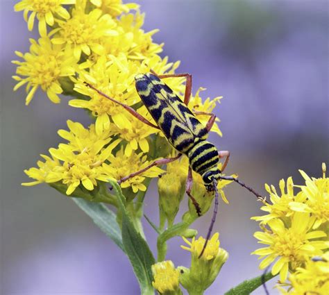 Locust Borer beetle– Identification, Life Cycle, Facts & Pictures