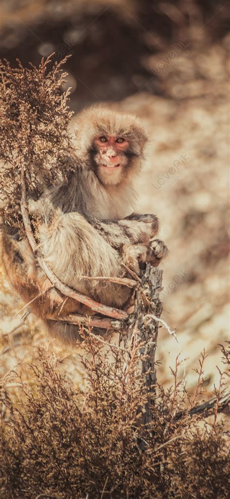 Tibetan Macaque Images, HD Pictures For Free Vectors Download - Lovepik.com