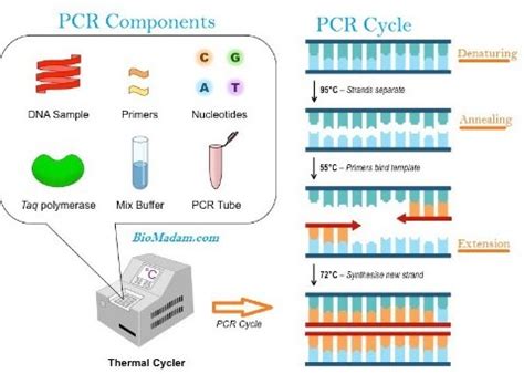 Polymerase Chain Reaction ~ Microbiology Notes