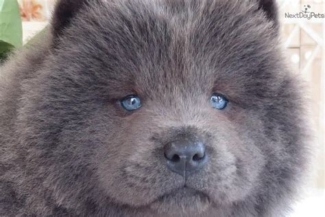 Blue Chow Chow. Beautiful | Chow chow dogs, Chow chow puppy, Chow dog breed