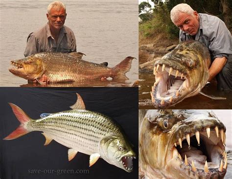 Hydrocynus goliath (Goliath tigerfish) : r/AIDKE