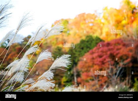 Beautiful fall scene in Japan Stock Photo - Alamy