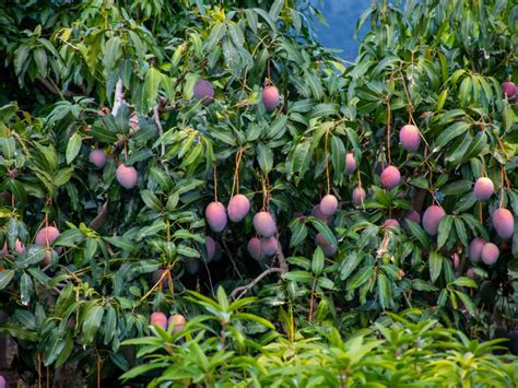 Tips & Information about Mango Trees - Gardening Know How