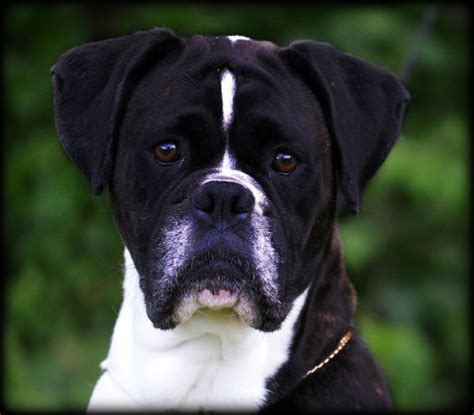 15+ Black And White Boxer Dog, Terpopuler!