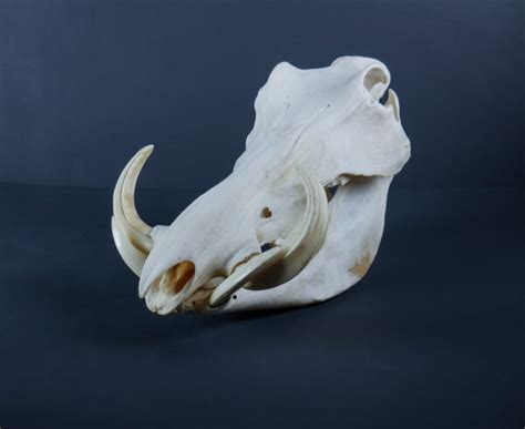 African Warthog boar skull and tusks AHS154 | Antlers Horns and Skulls