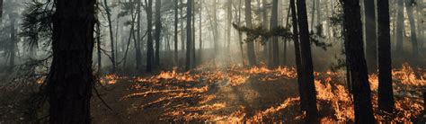 NJDEP | New Jersey Forest Fire Service