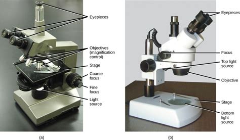 Chapter 2: Cells: Theory and Structure – NSCC Human Biology