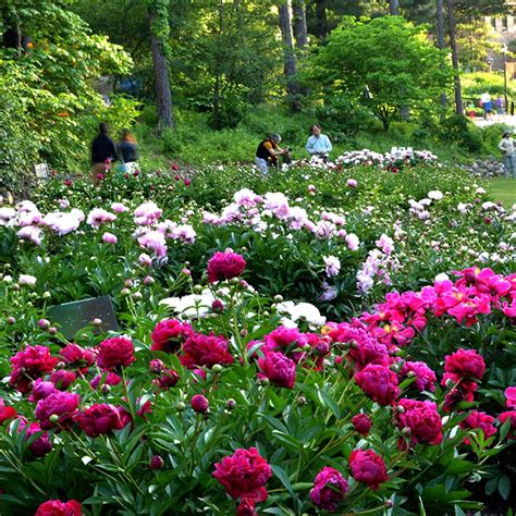 The heralds of Spring. The beautiful peony garden at the Arboretum on ...