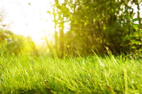 What Are The Different Types Of Warm Season Grass? | Obsessed Lawn