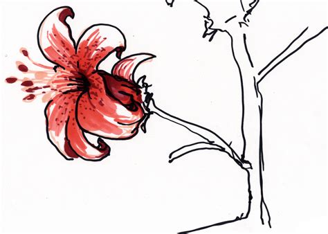 Flower Sketch 05 by Inaimathi on DeviantArt