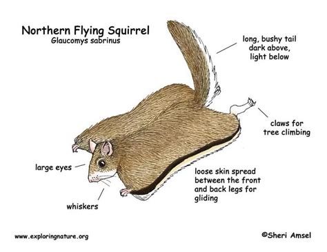 flying squirrel | Flying squirrel, Squirrel, Glider images