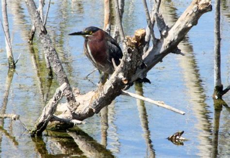 Lake Apopka Wildlife Trail - 2020 All You Need to Know BEFORE You Go (with Photos) - Tripadvisor