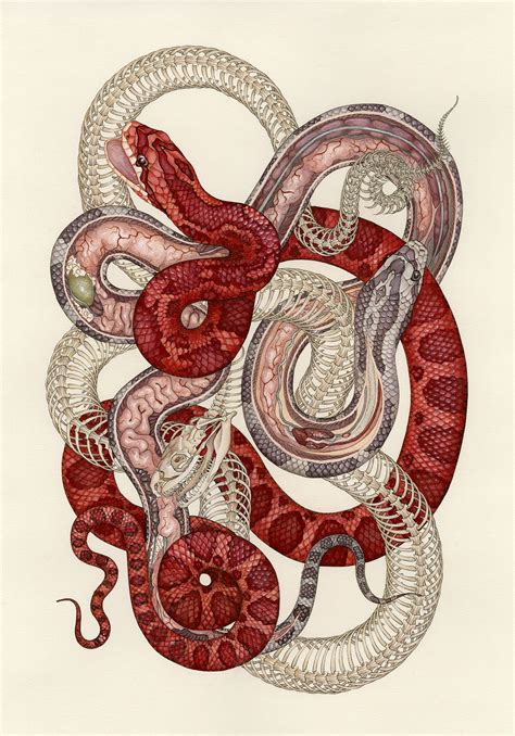 Anatomy of the Pantherophis guttatus on Behance