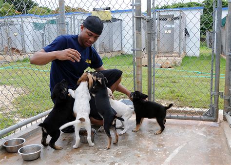 UK College of Agriculture completes first comprehensive animal shelter study in over 20 years ...