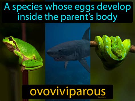 Ovoviviparous Definition & Image | GameSmartz