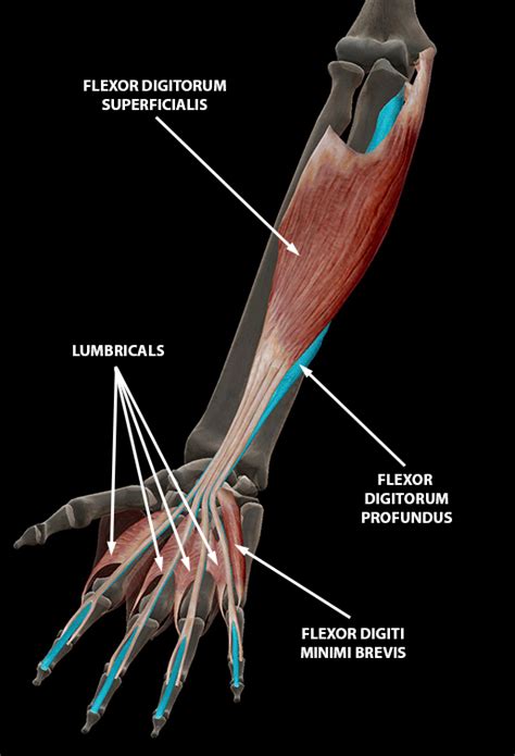 A Digital Post: Fingers and Thumbs